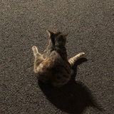 小新