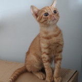 Leo就是李六六