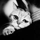 波斯飞猫