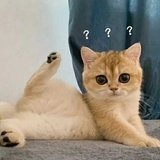 糊作非为