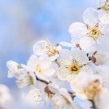 笙箫清芷