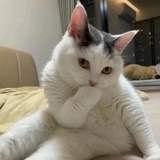 ohmomo