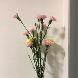 悠闲香瓜