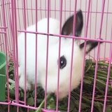 三叶