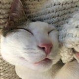 SoybeanYip