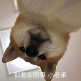 最后一只霸王龙