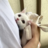 加肥猫