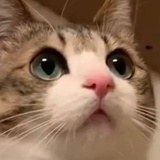 我还是闭嘴吧