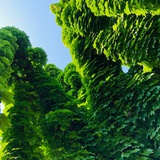 balala