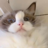 啊提