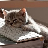 猫了个咪