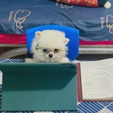 狸锐
