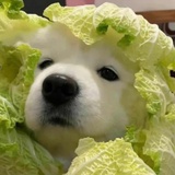 www鲸鱼