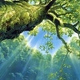 枝桠