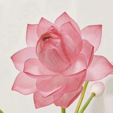 莲花朵朵开