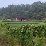 今朝慢