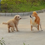 INNDD
