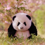 草莓猫咪沙梨