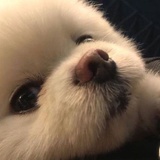 Mimi