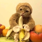 猴突猛进