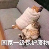 比你高贵