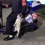 喵喵
