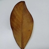学渣