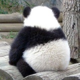 熊猫宝贝