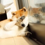 蓝栗兄