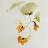 阳朵拉