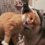 狠不下心的猛男
