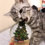 茸茸