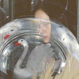 南姜梅汁甘草脆