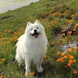 冥王星在逃辣条