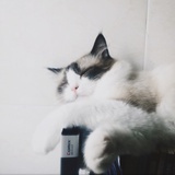 Miss.Furry