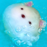 申夏莉(土味版)
