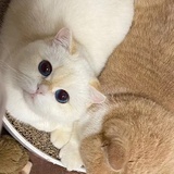 安安