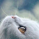 黑色生命力