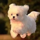 月半白羊