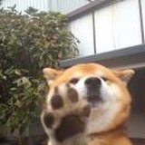 火山宝的茜儿