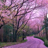 菲雨
