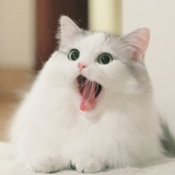cogray