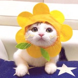 Choiapple
