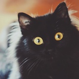 黑猫幸运280