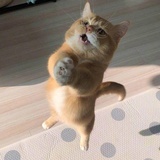 罗二小姐