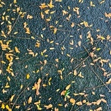 小马驹
