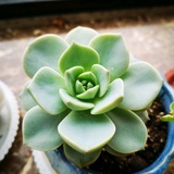 花的蜜语