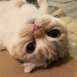 小果