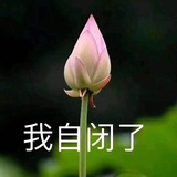 大理寺知世