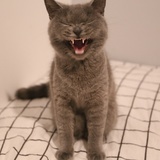 馋猫小月